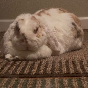 Meet your Posher, Princess aaliyah